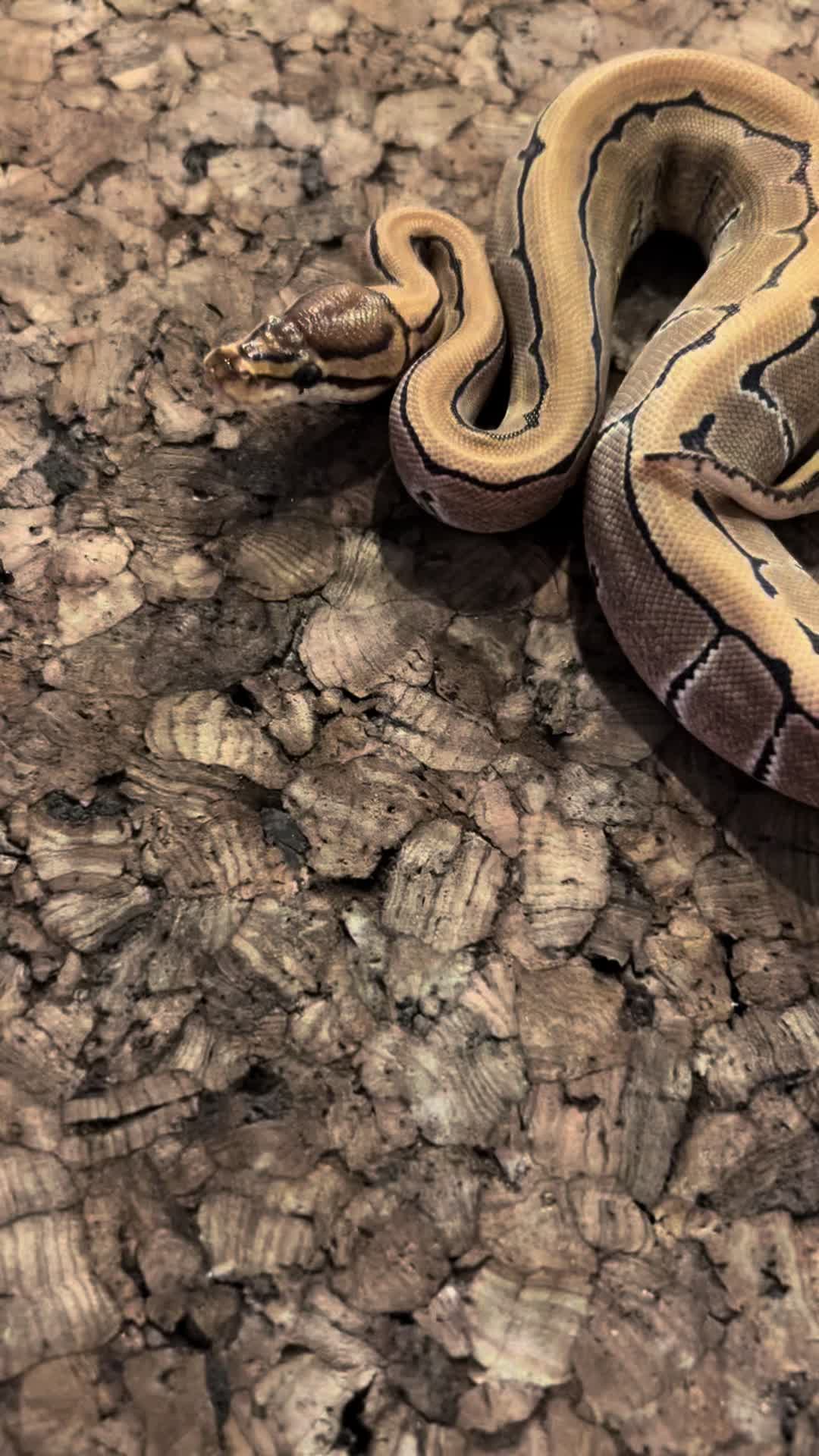 @Tu.snakes