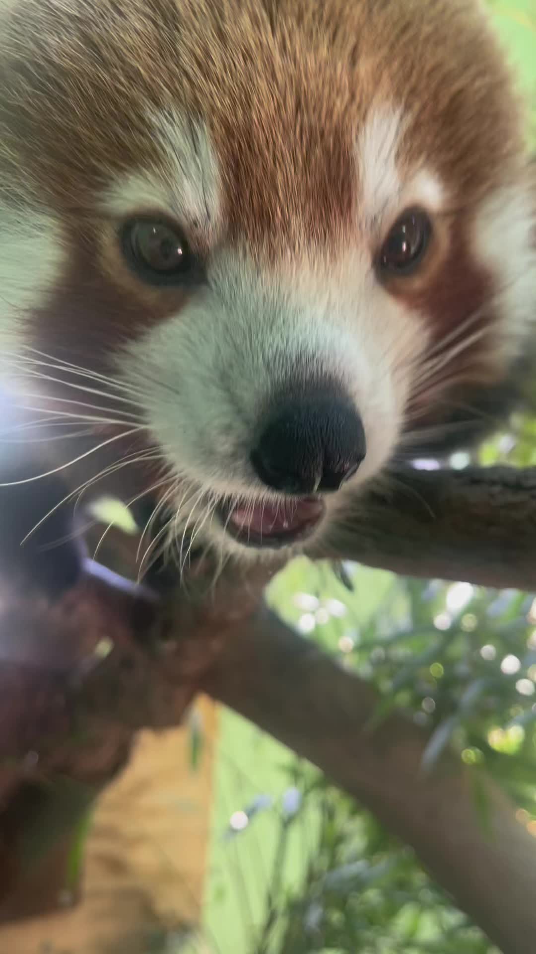 @judeszoolife