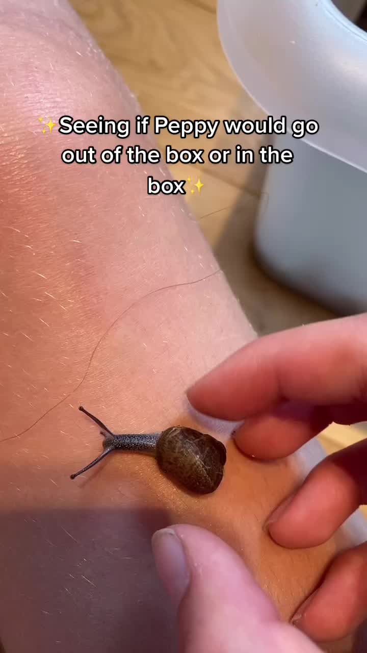 @Peppy the snail <3