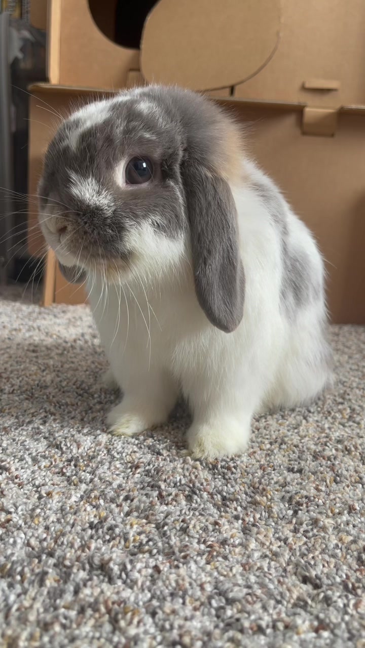 @BunBun and BaeBae