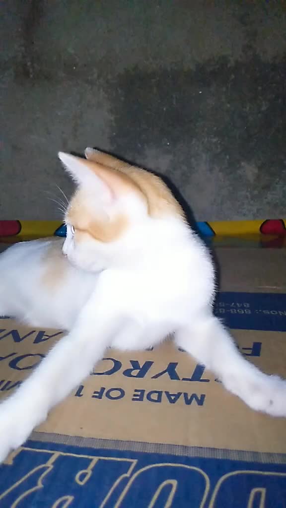 @sny meow🐈