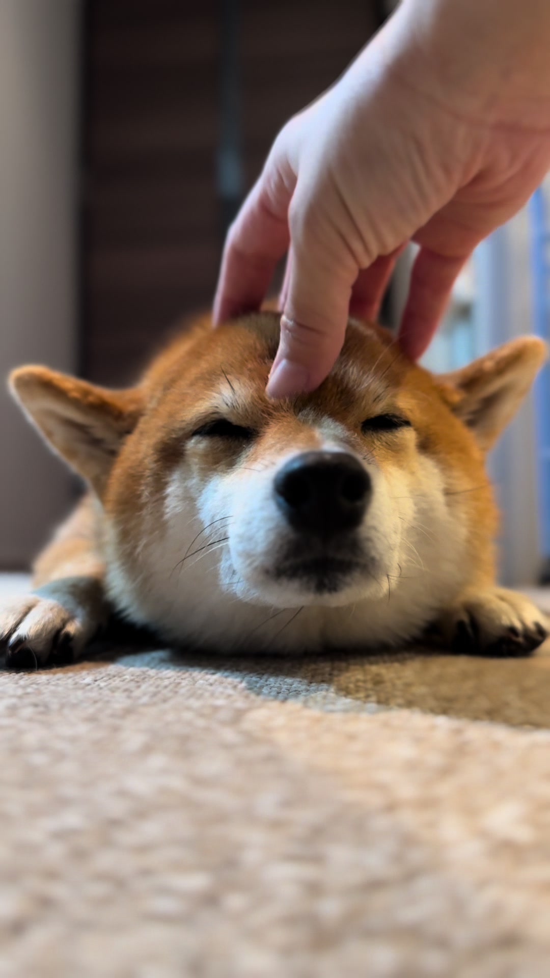 @豆助