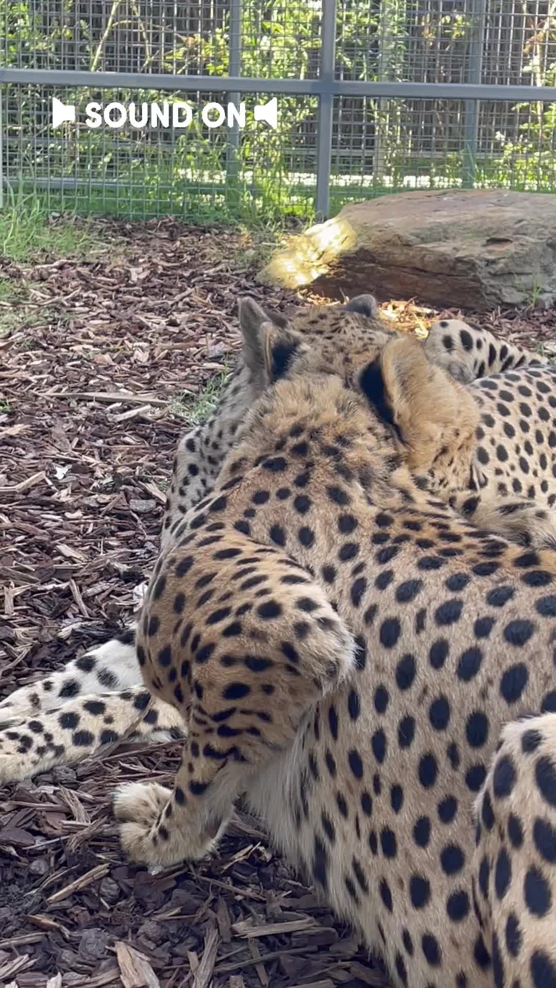 @judeszoolife