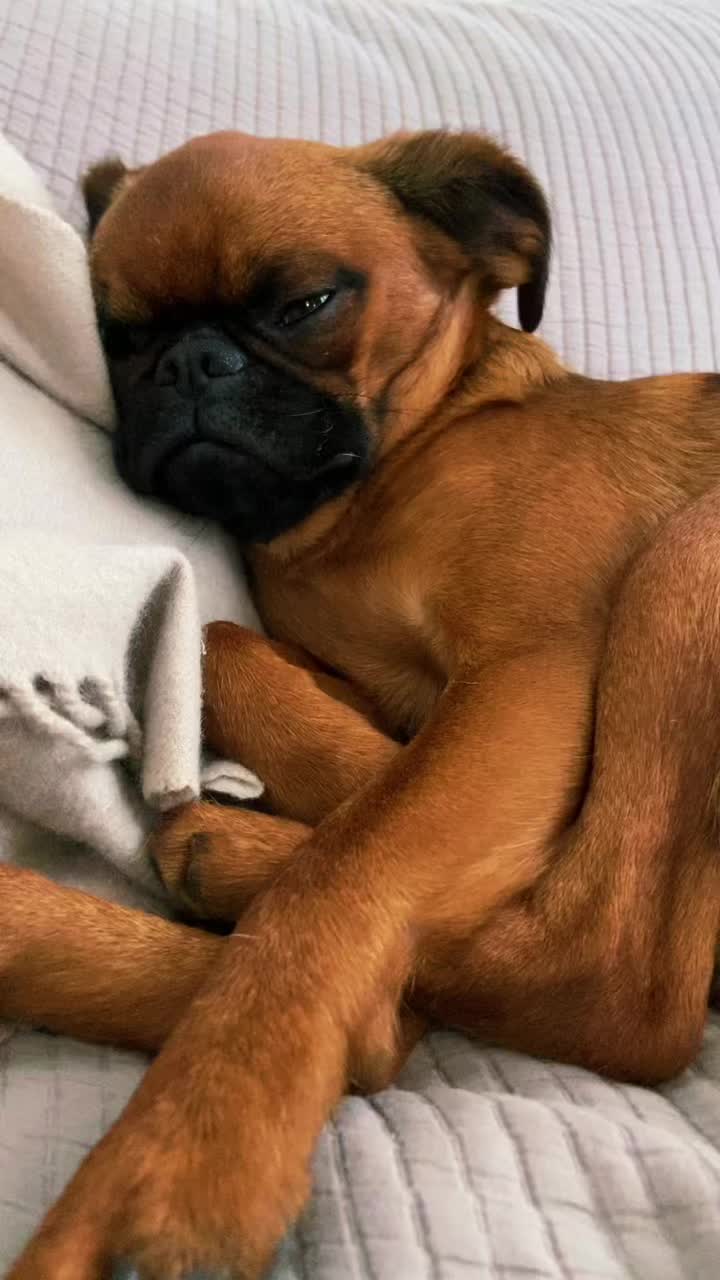 @thedoguepile