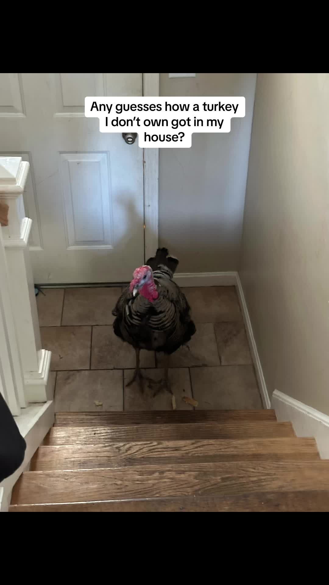 @jenergeticss