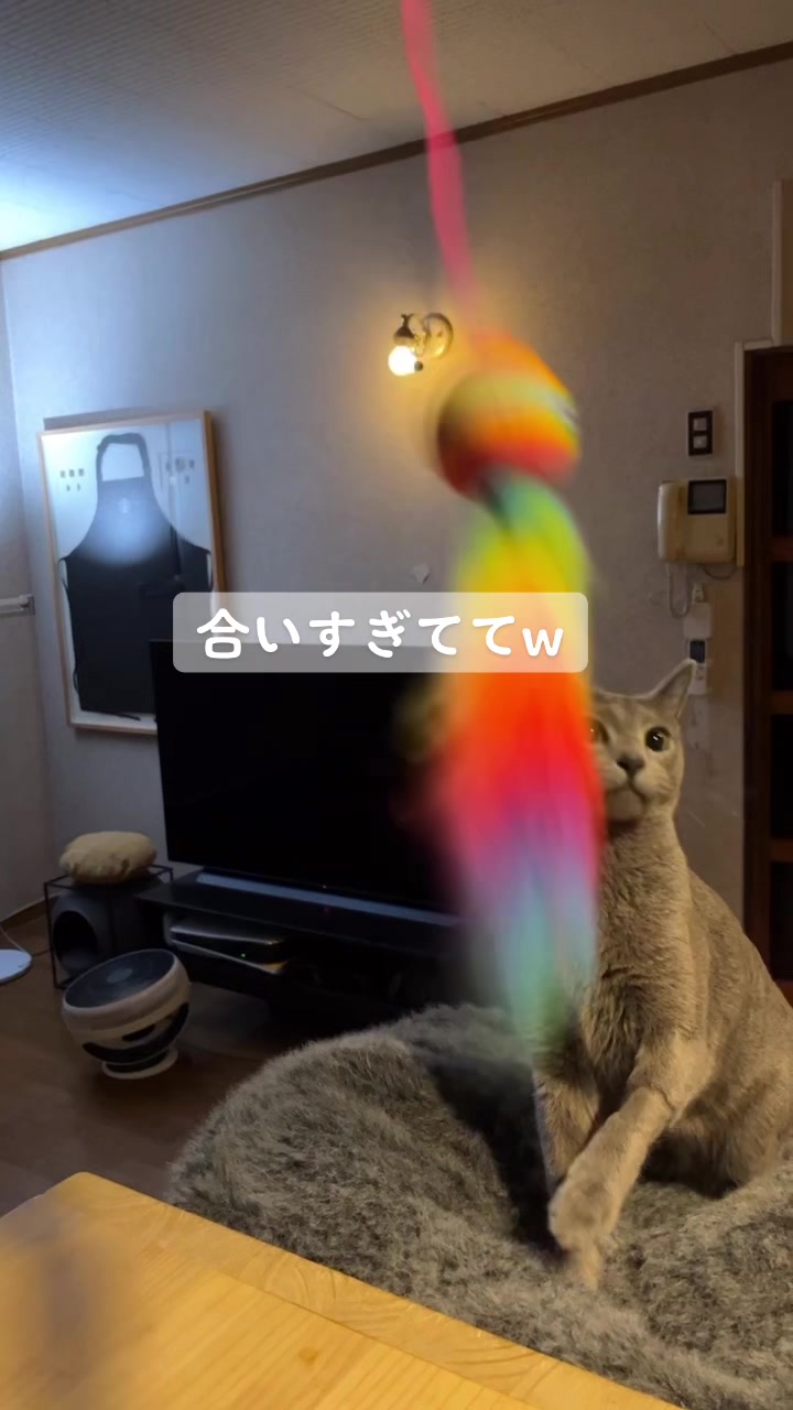 @carbuncle20190515