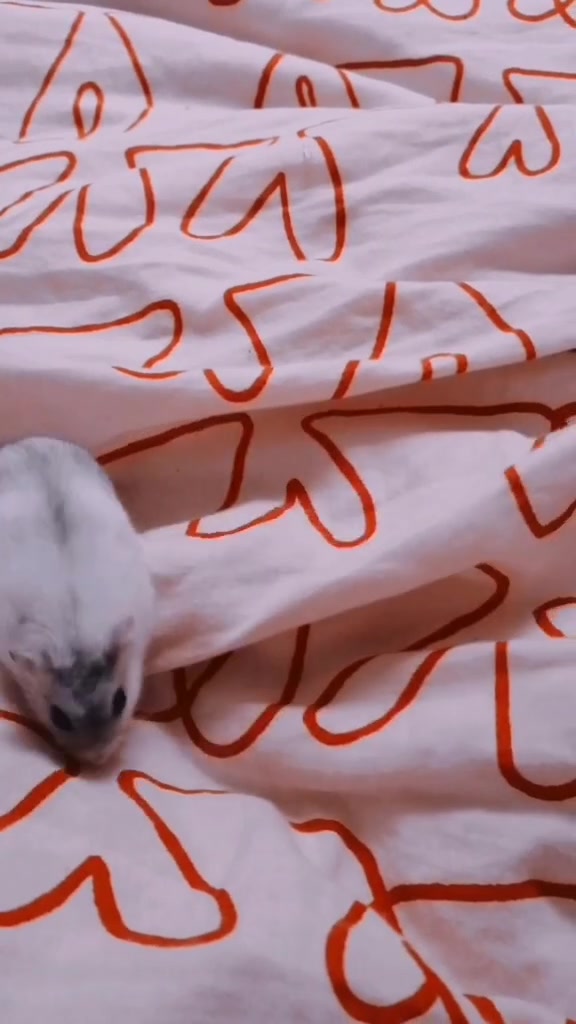 @susi_and_animals🐭🍀💕🎇