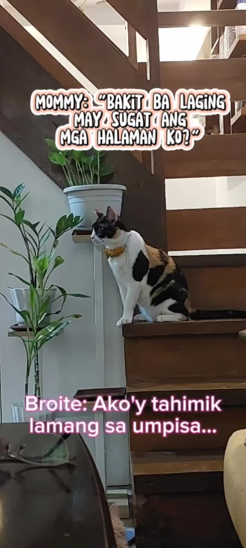 @Maracats Pet Supplies