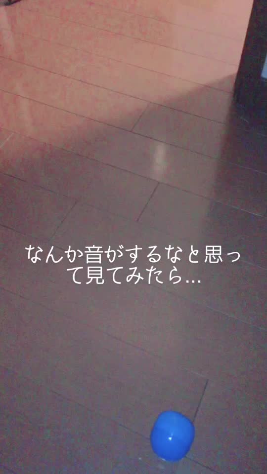 @チベットスナギツネ
