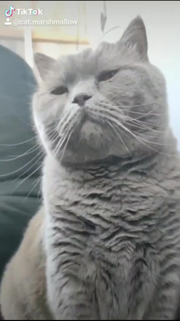 @Кошка Зефирка