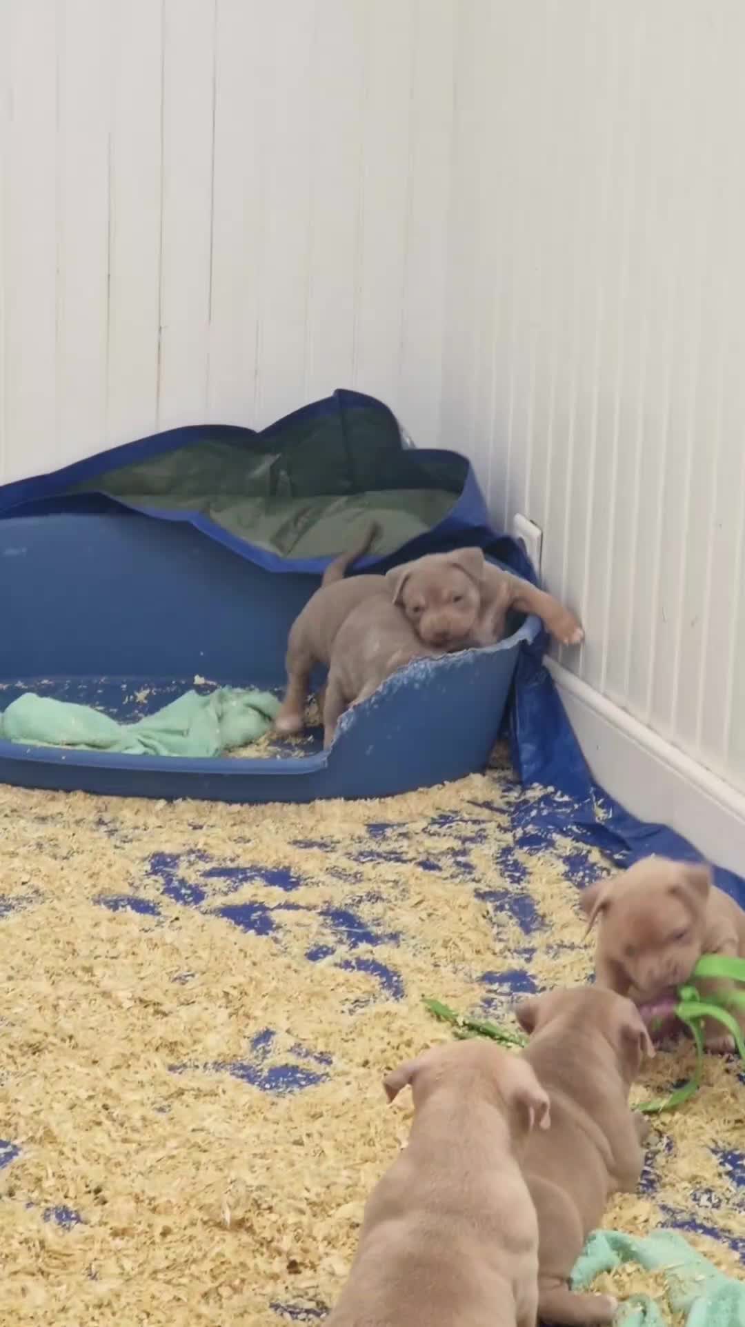 @Baby'sNala