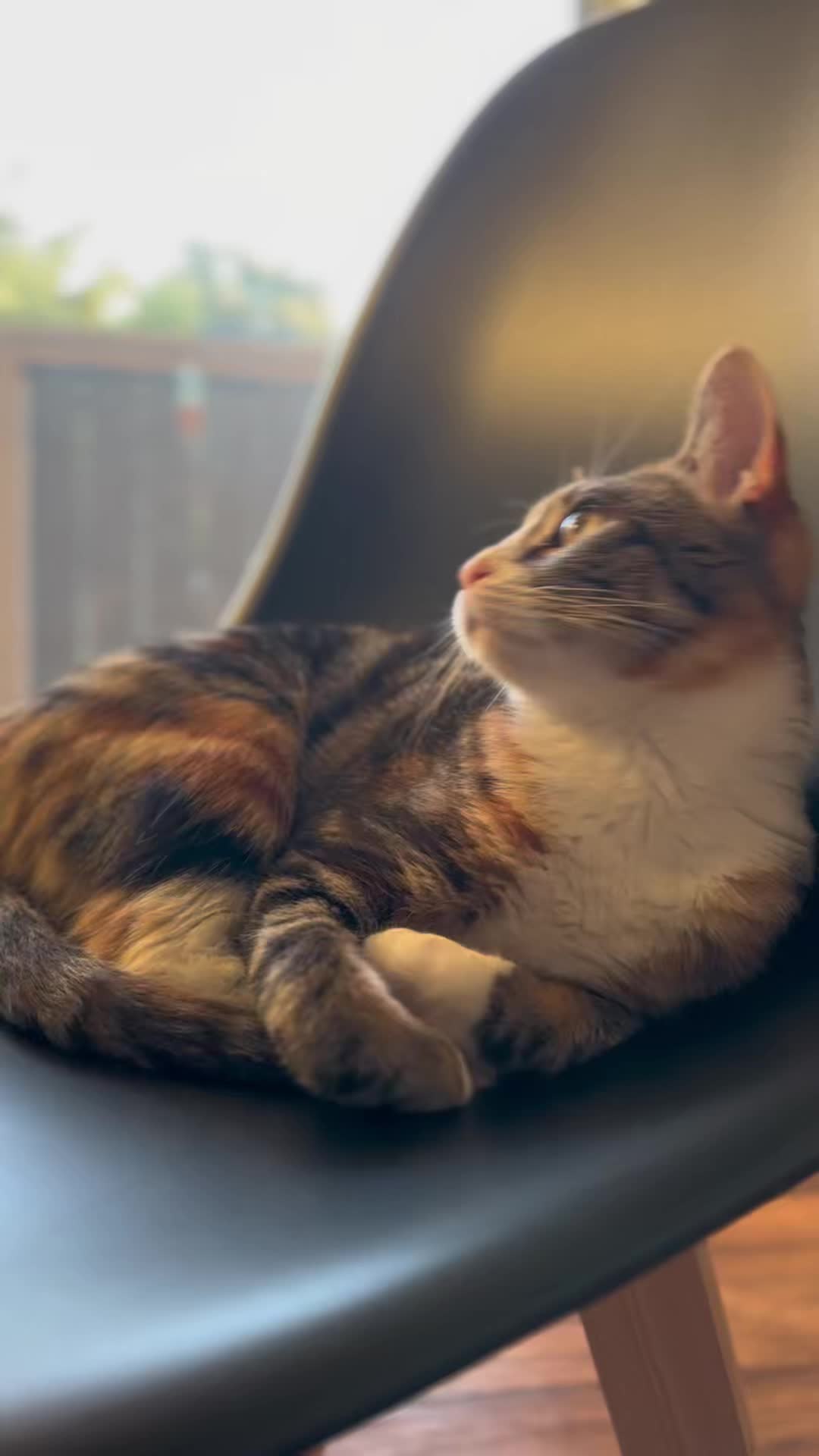 @Cat videos