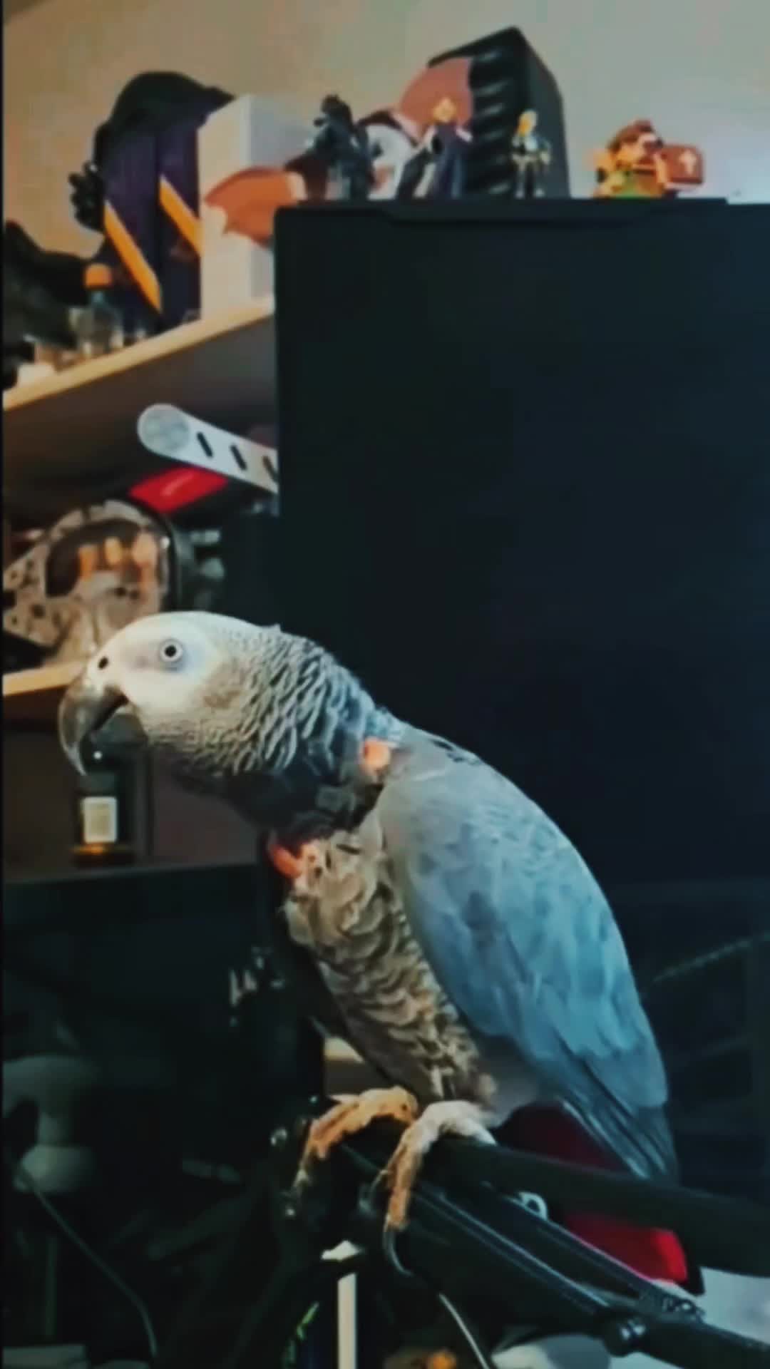 @QbertBird🦜👀