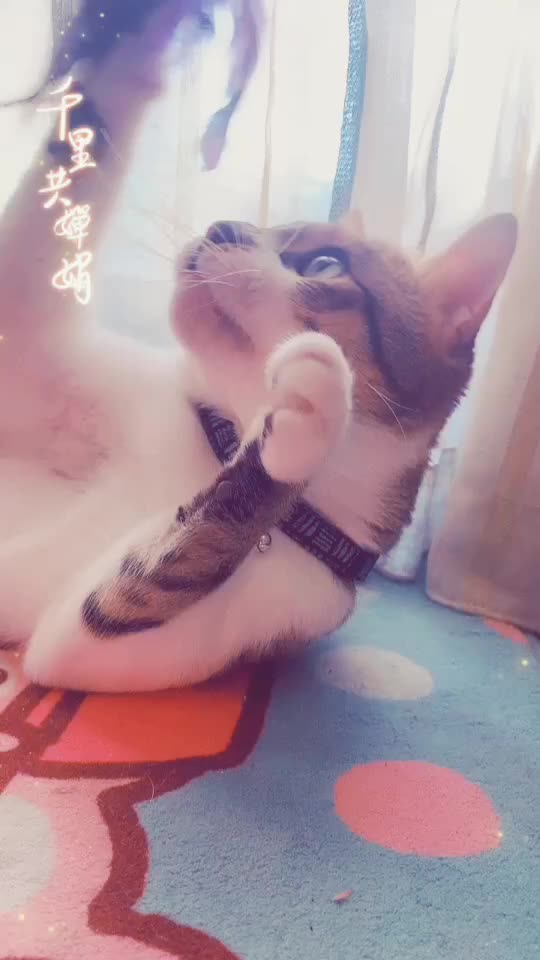@咩咩喵喵