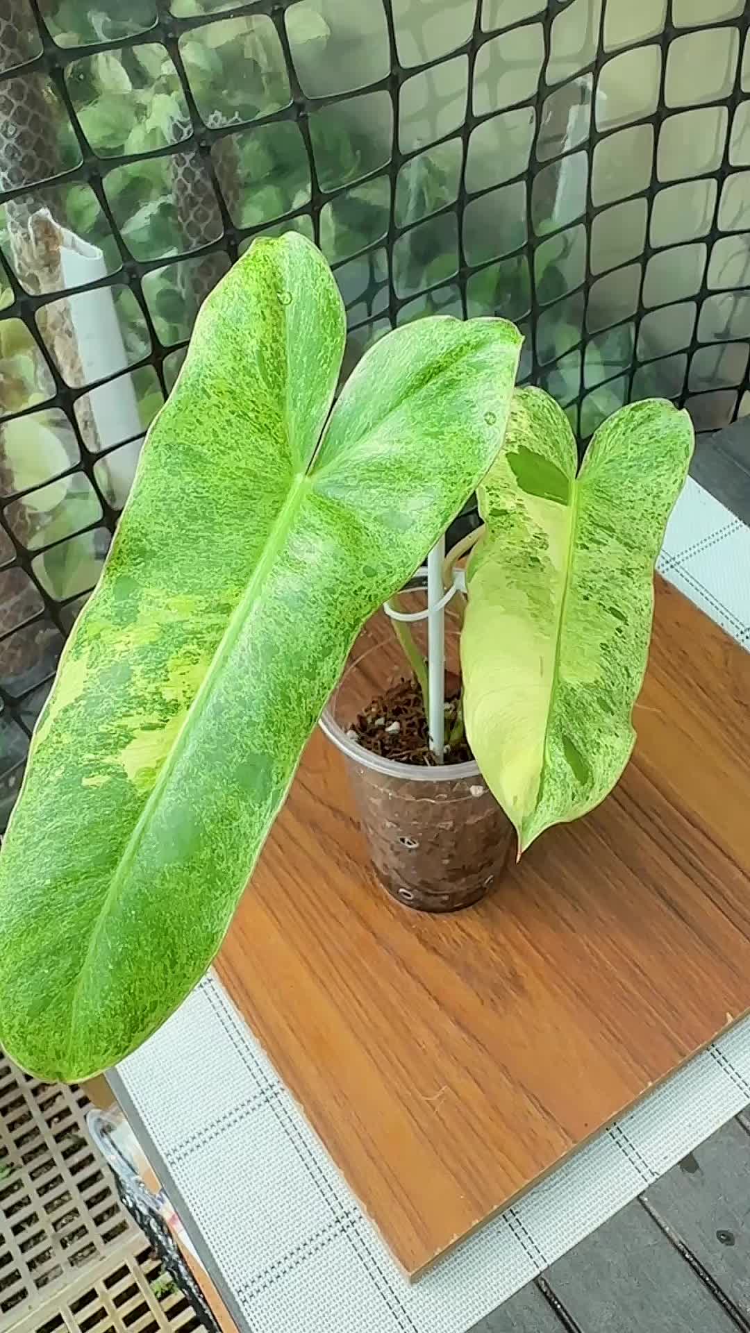 @A piece of green