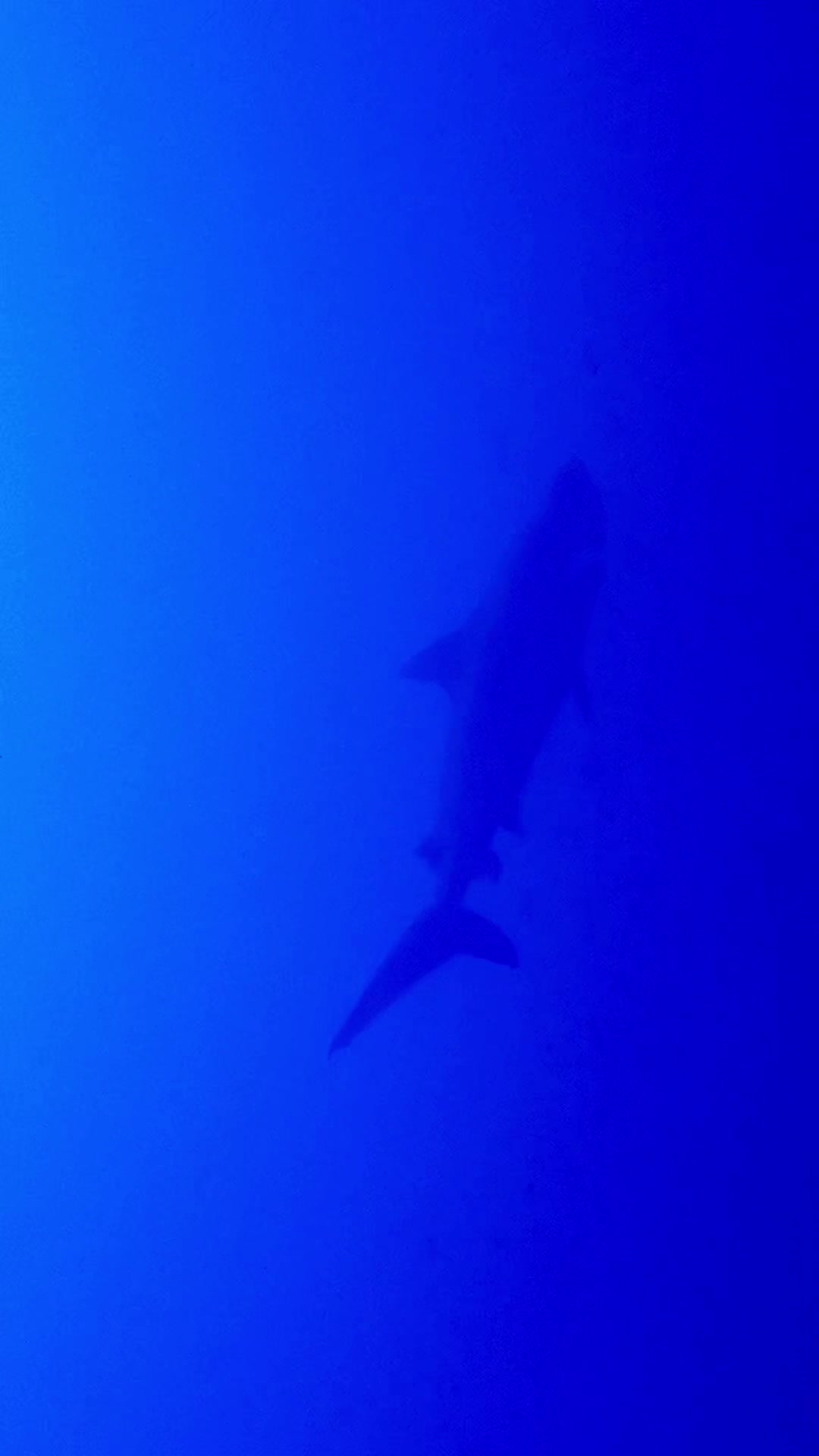 @Komodo