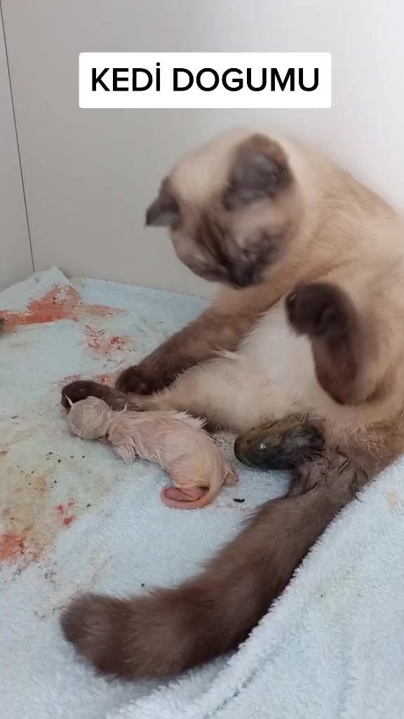@MAVİİ🐾ALİŞŞ