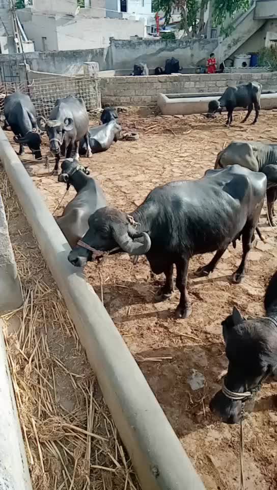@Mr. Maldhari 9907