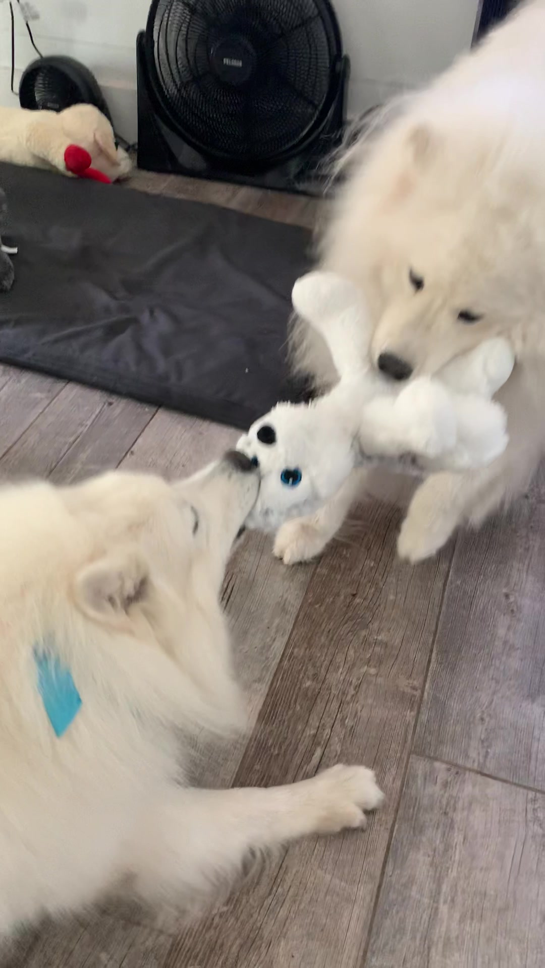 @🐾SamoyedMomSherry🐾