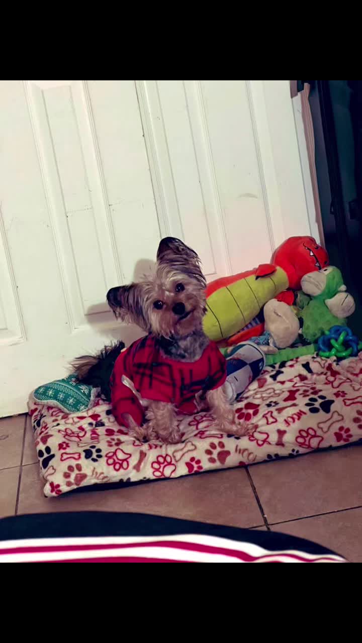 @GucciAndMiMiTheGreatYorkies