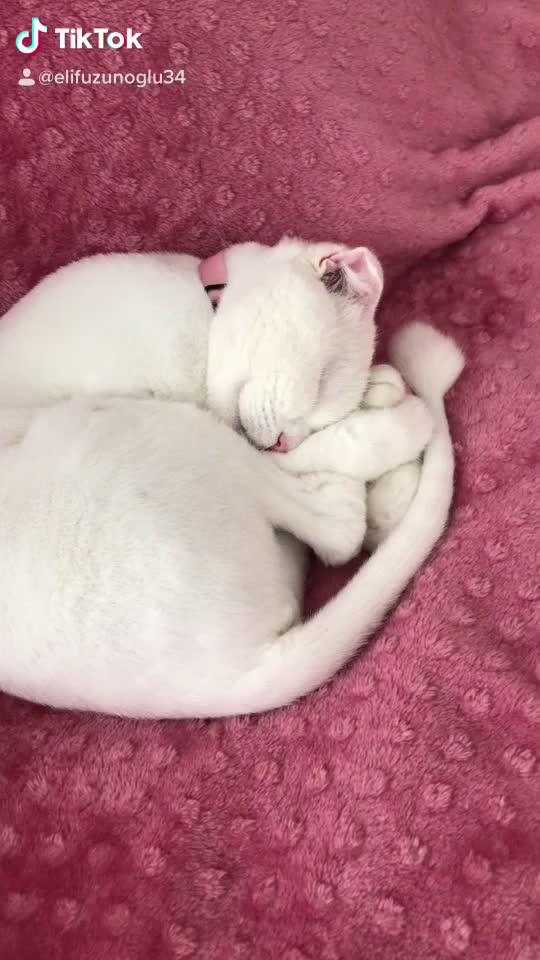 @poncik 🐱