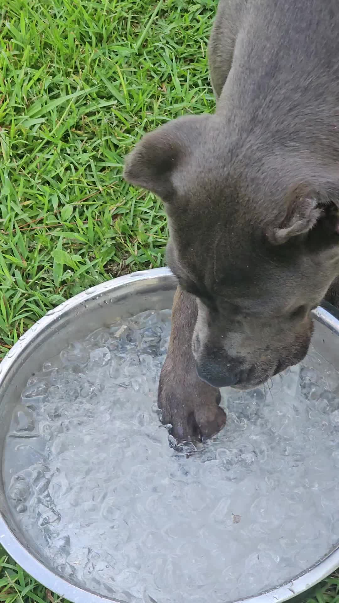 @Brandon and Blue Kennels LLC