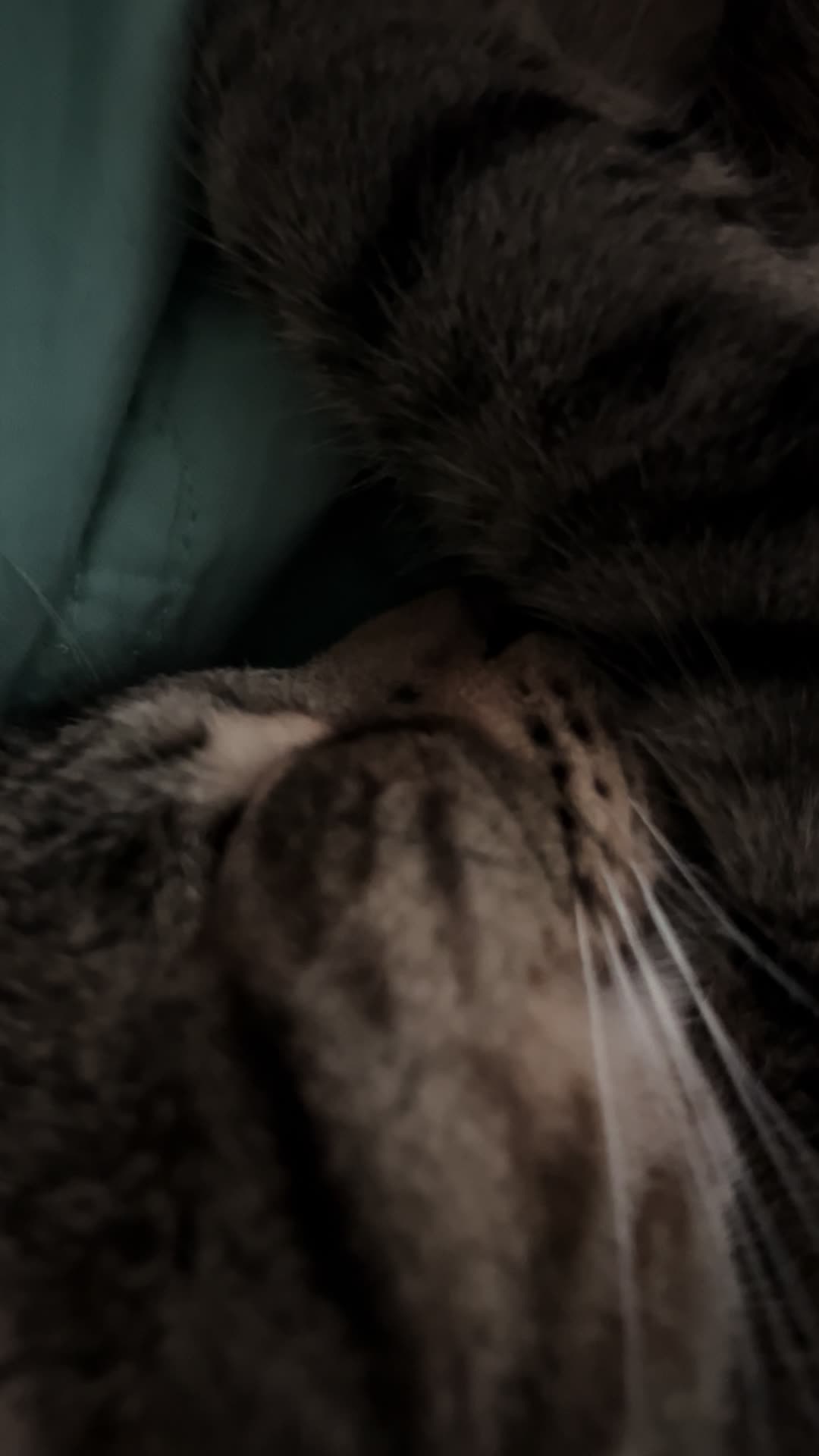@Tokio Drift The Cat