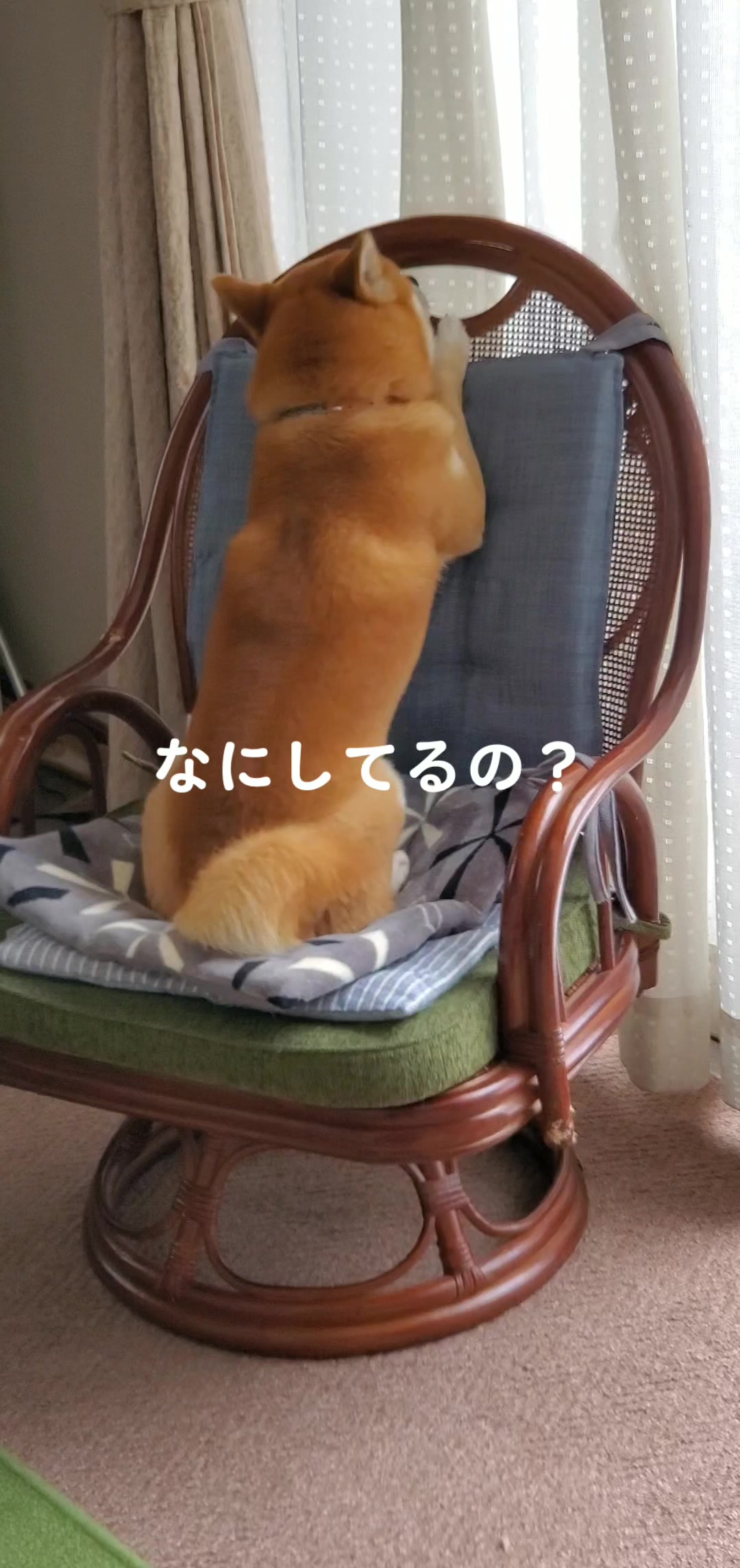 @柴犬リクママ