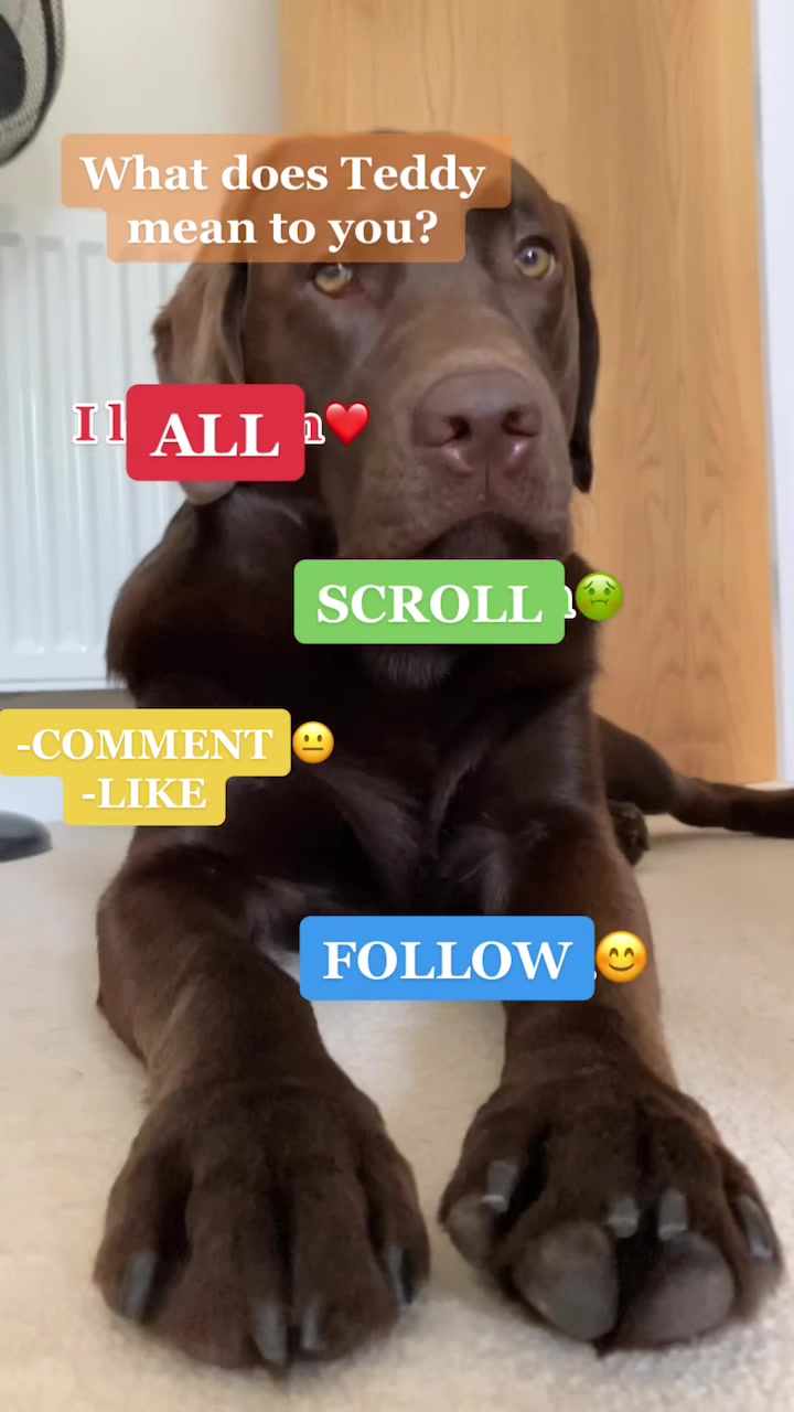 @🐾 𝑻𝒆𝒅𝒅𝒚🐾