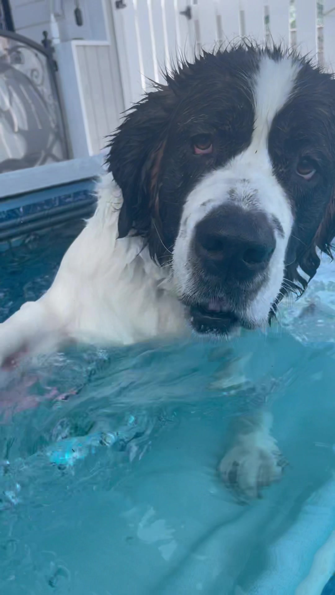 @K9 Massage & Hydrofitness