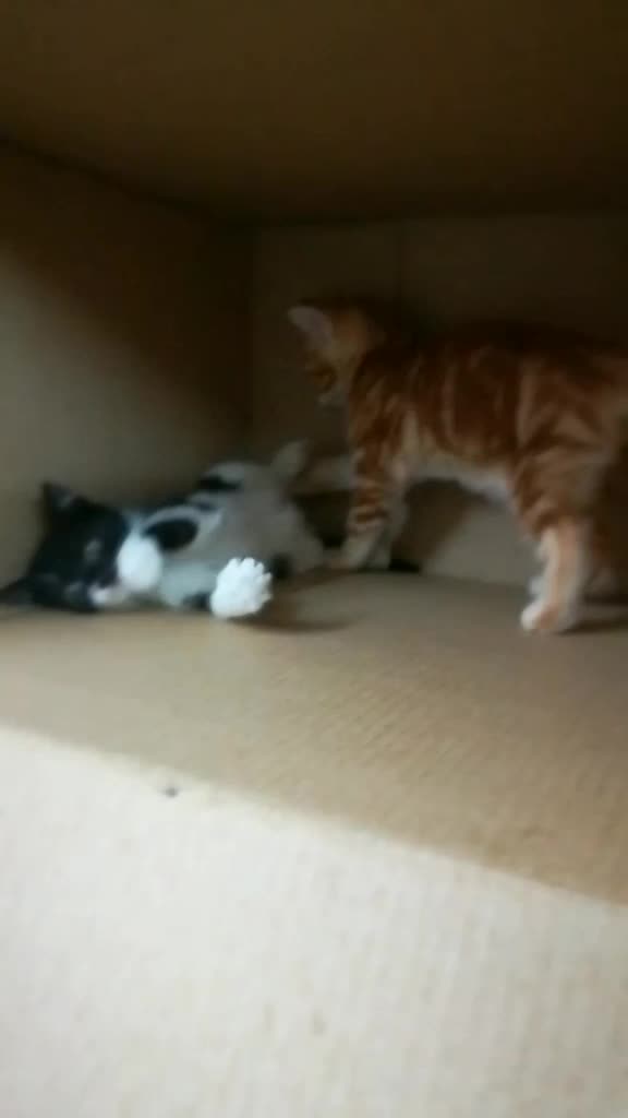 @FoFa Kittens