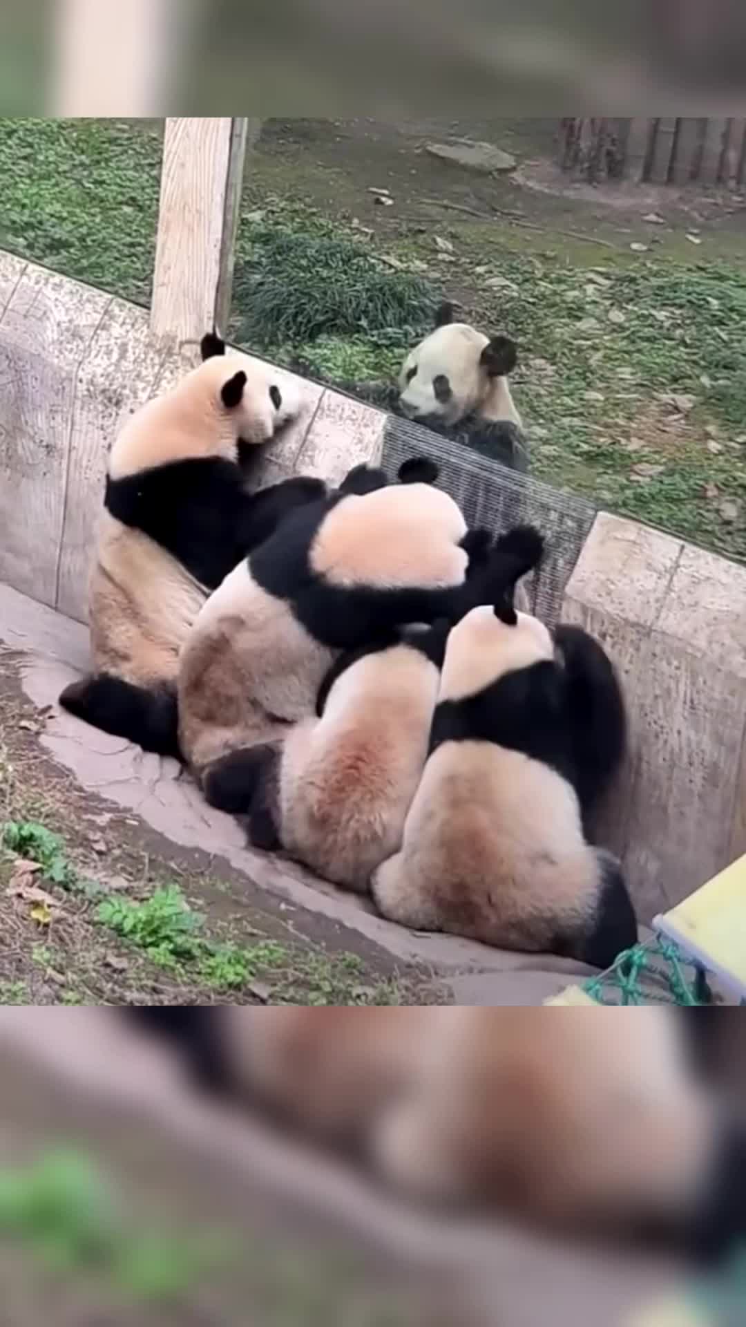 @meowhhcdntb