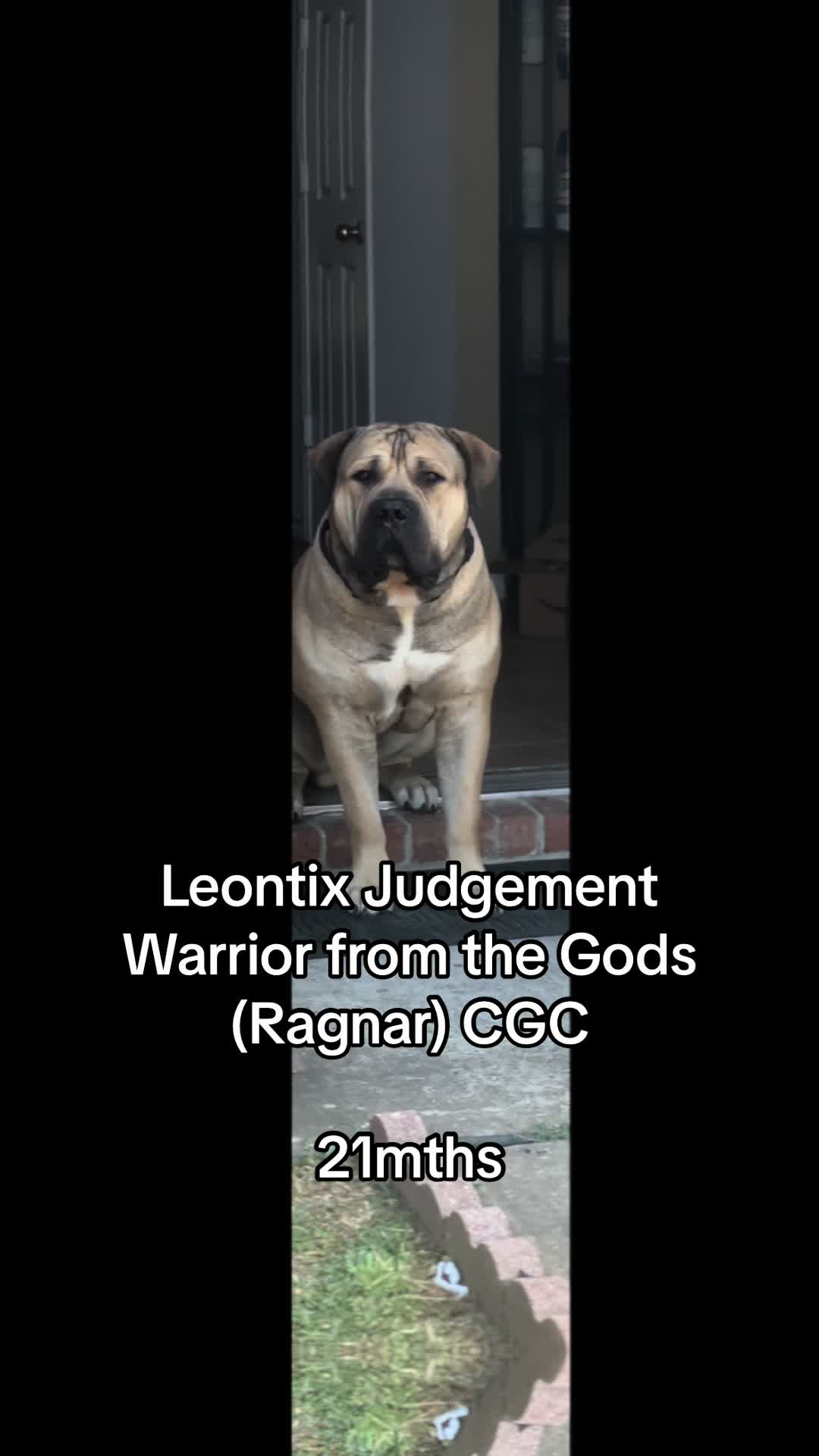 @CommCanine