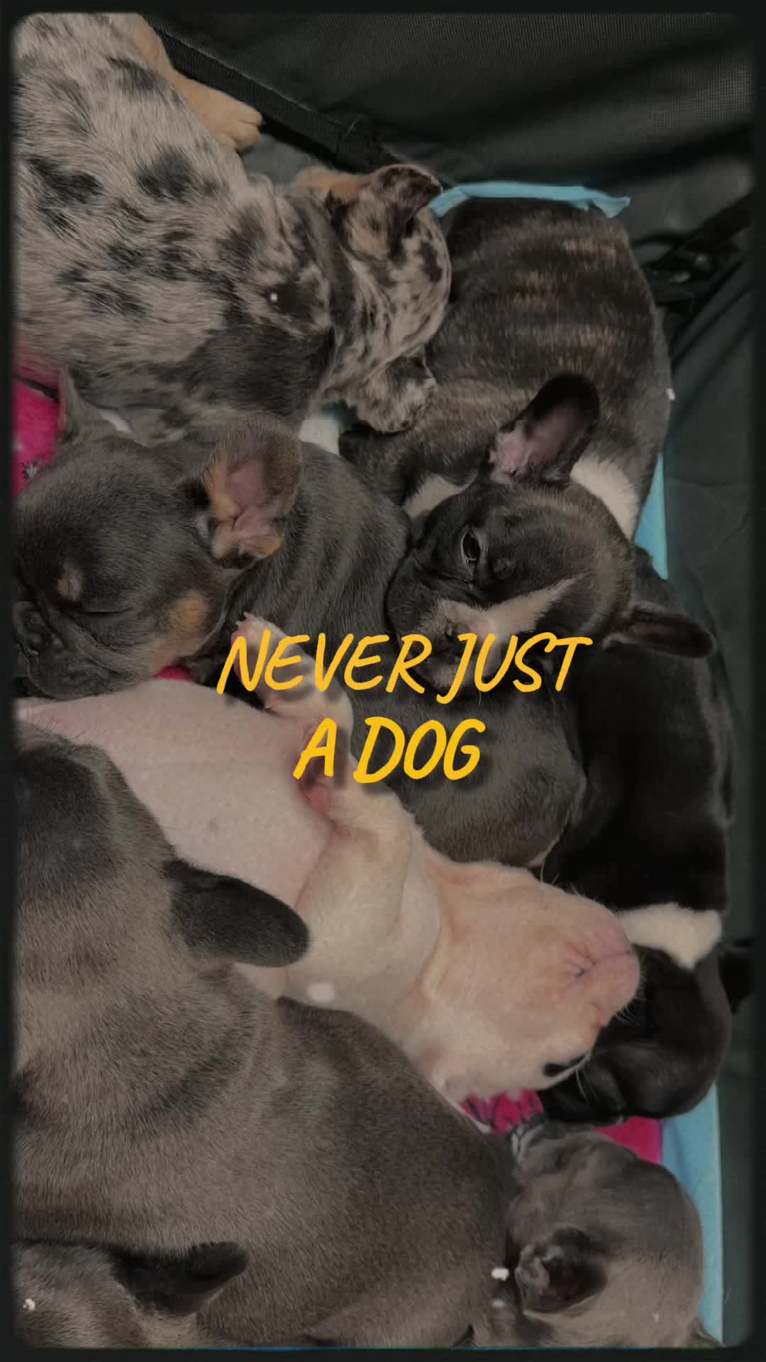 @Southern-Frenchies-And-Sons