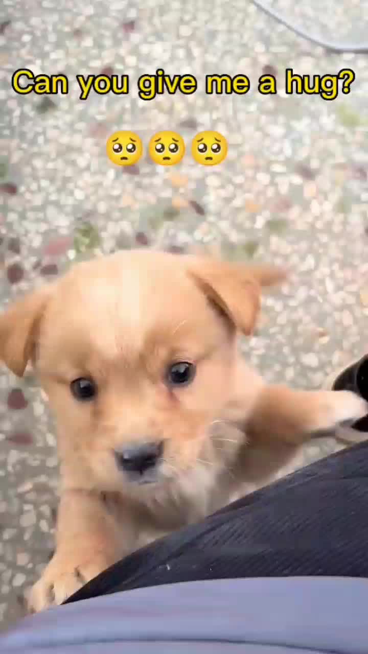 @funnypets818