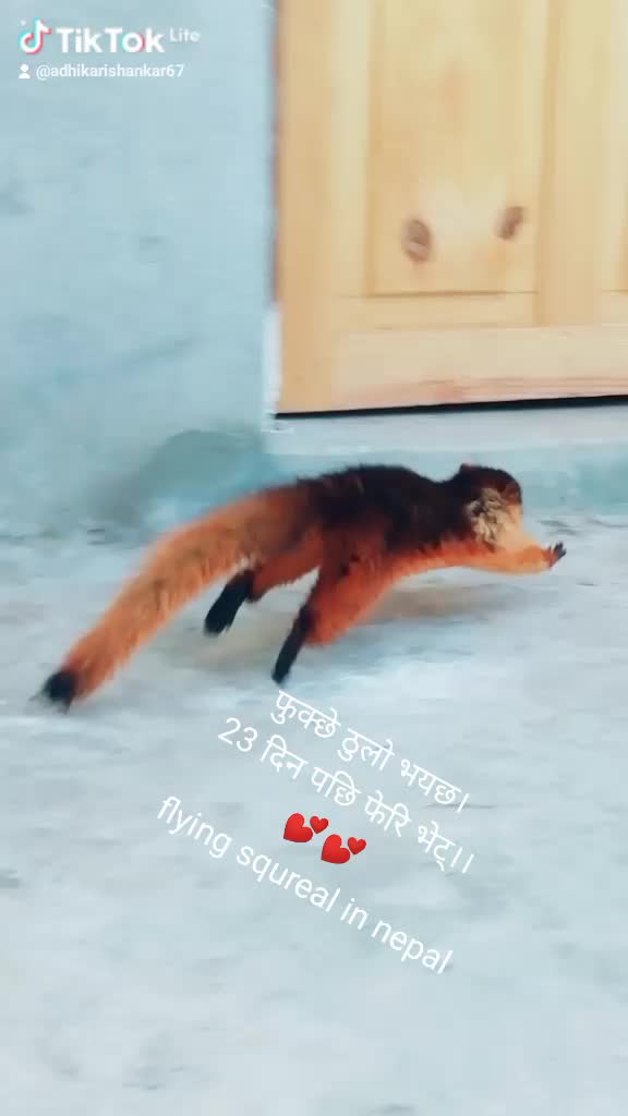 @adhikarishankar67