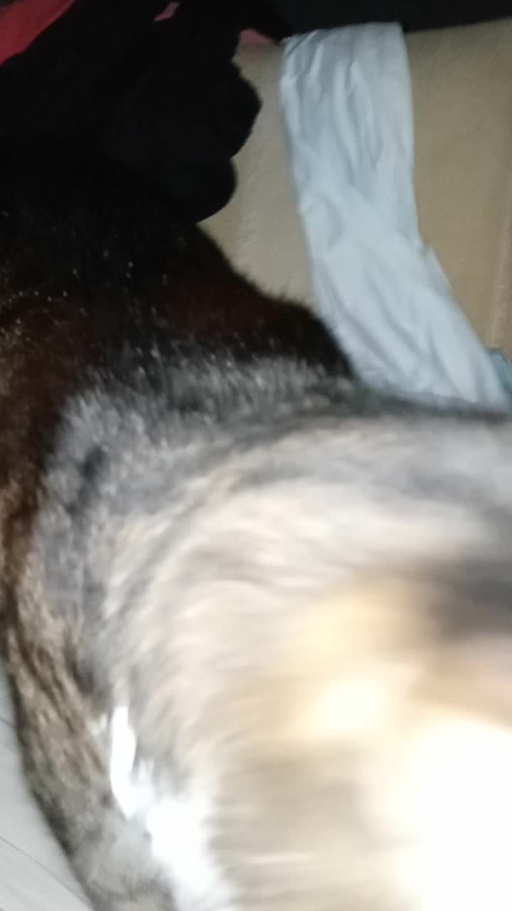 @catmommy