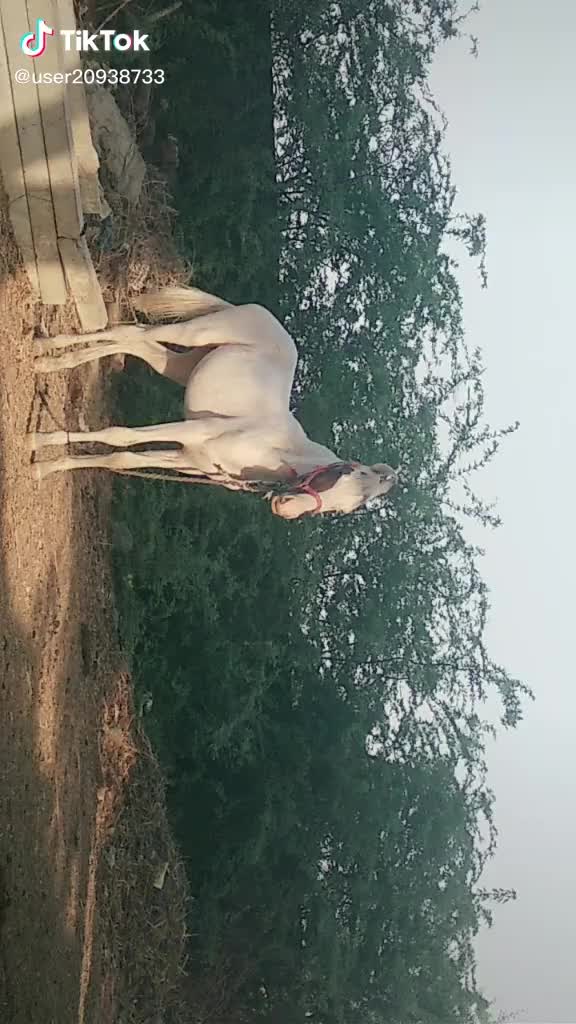 @Mehul Sonara Ahir