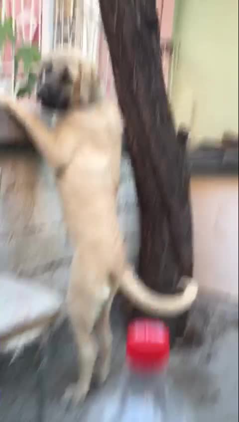 @&Ccedil;umralı hasan