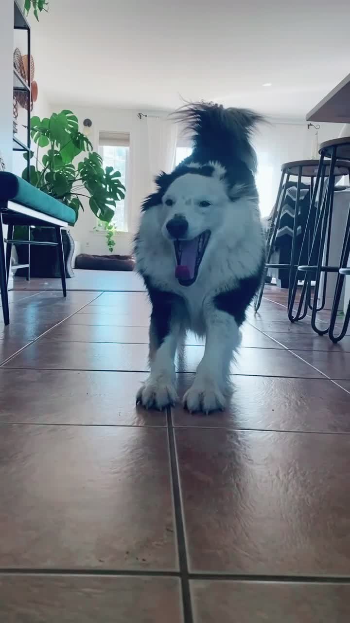 @baygiaussie