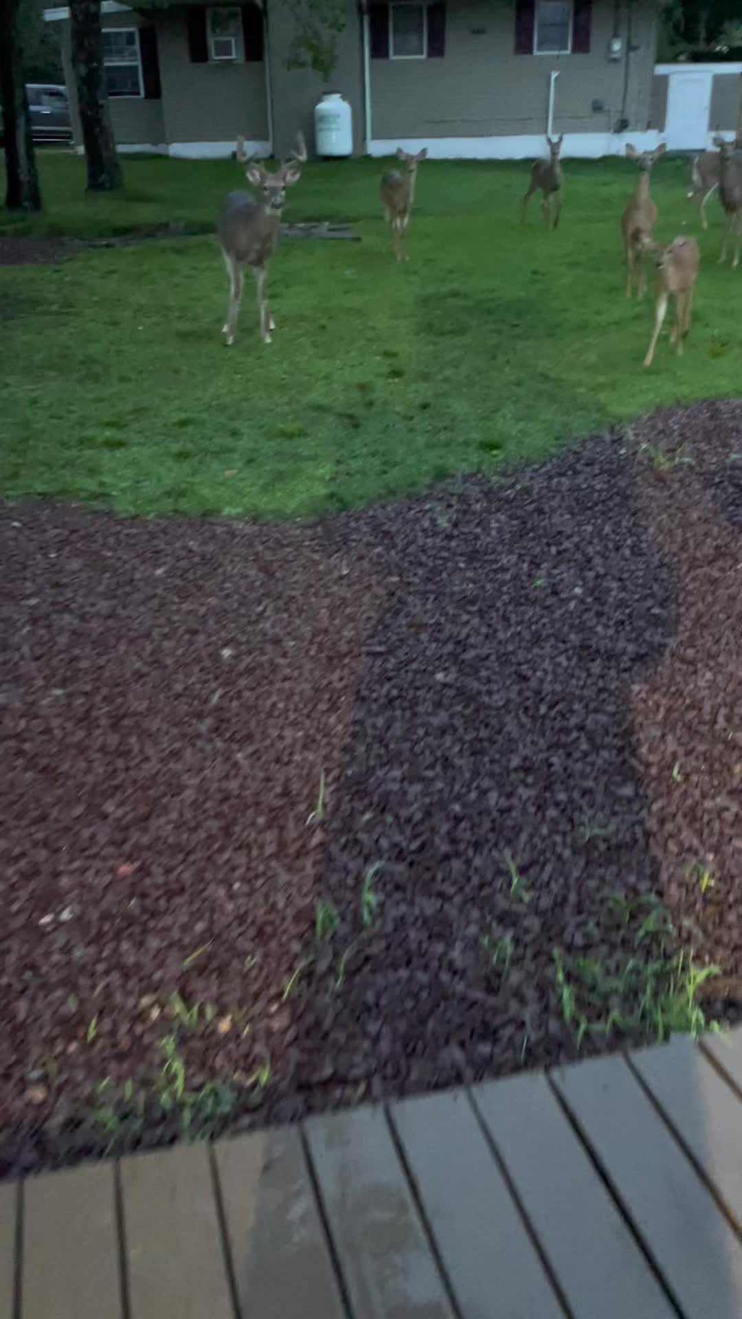 @Anita 🦌🌳