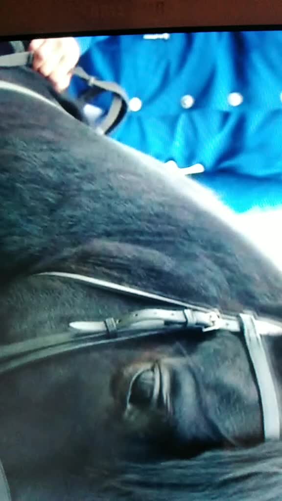 @💗🐴 FREE REIN 💗🐴