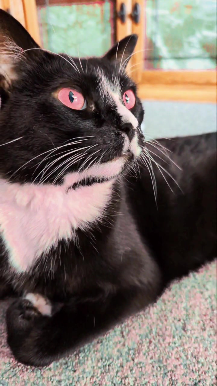 @GatosdeMami😺