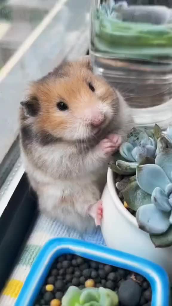 @๐ท๐ฐ๐ผ๐
๐
๐ด๐
