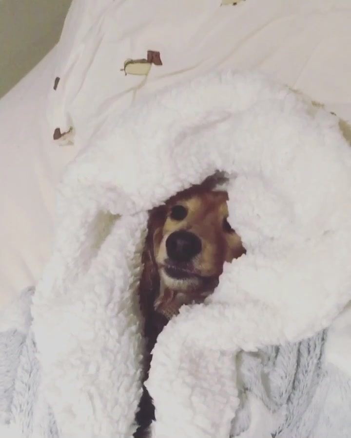 @Zarathesausage