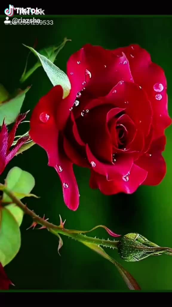 @Riaz Sha🇵🇰🇵🇰🌹🇵🇰❤️❤️💙
