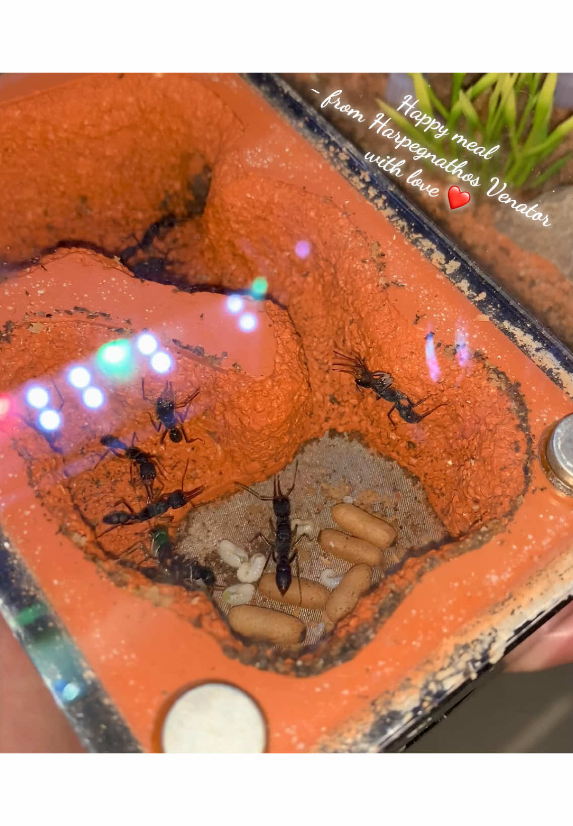 @Henry Thích Nuôi Kiến 🐜
