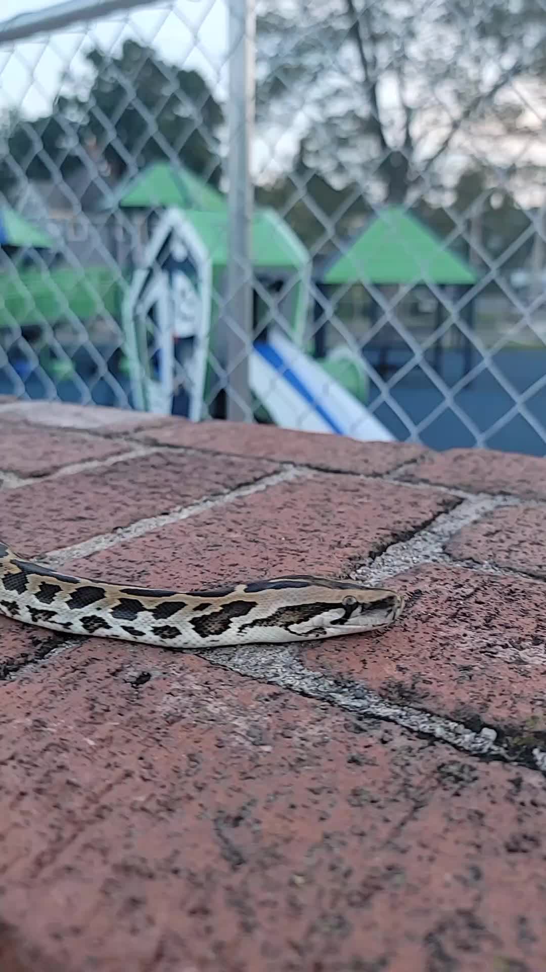 @mudcowpythons