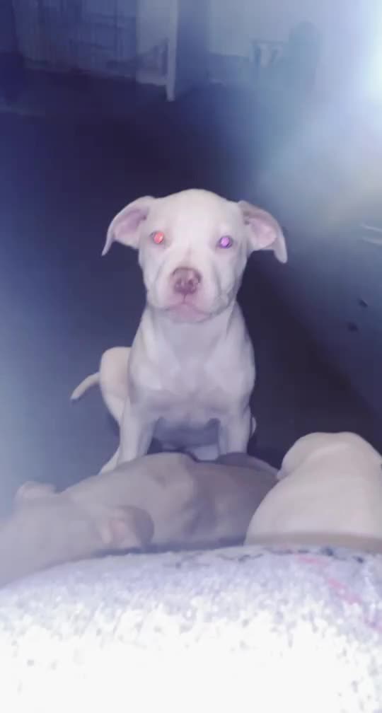 @Ghost_xlbully
