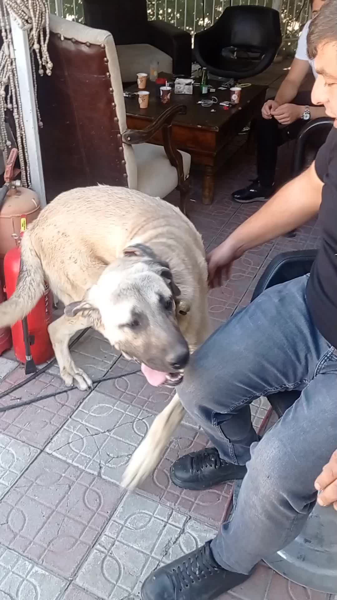 @Hello Bozkır